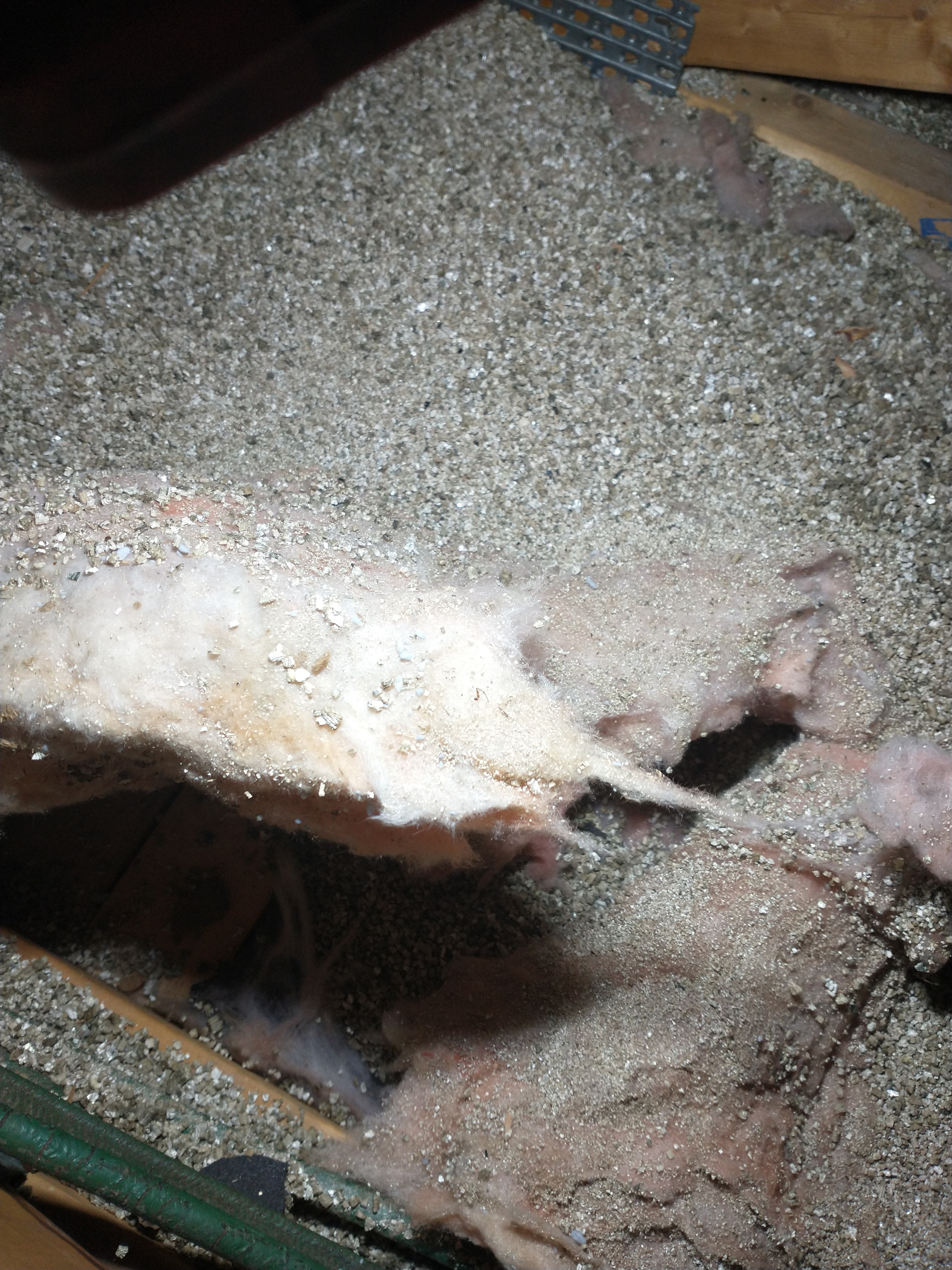 Residential attic showing vermiculite and batt insulation prior to Type 3 abatement